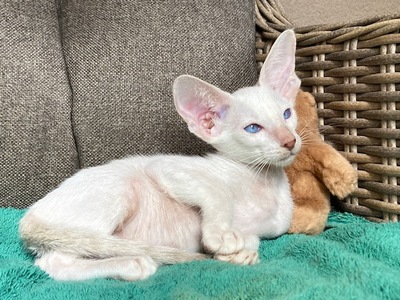 Siam und Orientalisch kurzhaar Kitten, Orientalische Kurzhaar Jungtier - Katze