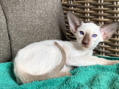 Siam und Orientalisch kurzhaar Kitten, Orientalische Kurzhaar Jungtier - Katze