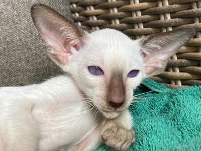 Siam und Orientalisch kurzhaar Kitten, Orientalische Kurzhaar Jungtier - Katze