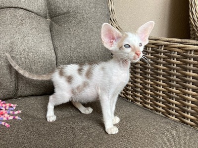 Siam und Orientalisch kurzhaar Kitten, Orientalische Kurzhaar Jungtier - Katze
