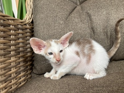 Siam und Orientalisch kurzhaar Kitten, Orientalische Kurzhaar Jungtier - Katze