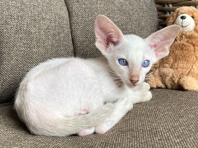 Siam und Orientalisch kurzhaar Kitten, Orientalische Kurzhaar Jungtier - Katze