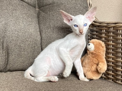 Siam und Orientalisch kurzhaar Kitten, Orientalische Kurzhaar Jungtier - Katze