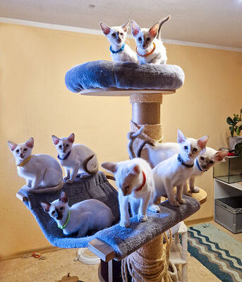 Siamkatze Jungtier - Katze