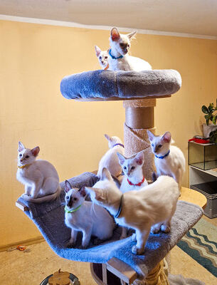 Siamkatze Jungtier - Katze