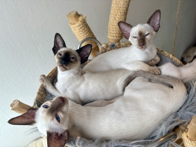 Siamkitten, SIAM /BKH/EKH Jungtier - Katze