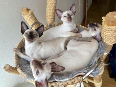 Siamkitten, SIAM /BKH/EKH Jungtier - Katze
