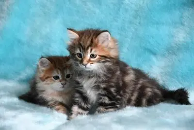 Sibirische Katze Jungtier - Katze