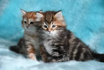 Sibirische Katze Jungtier - Katze