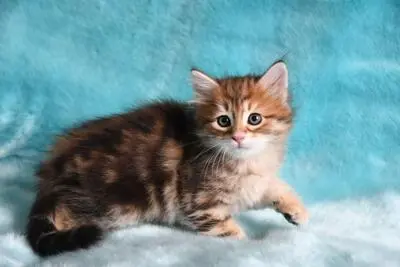 Sibirische Katze Jungtier - Katze