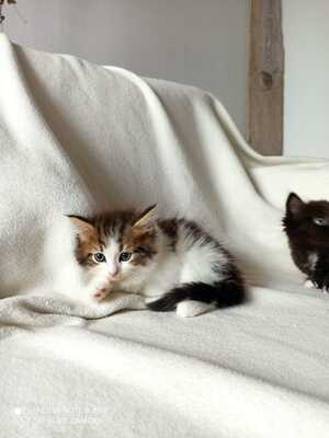 Sibirische Katze Jungtier - Katze