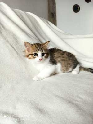 Sibirische Katze Jungtier - Katze