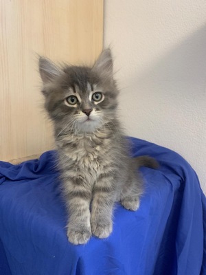 Sibirische Waldkatzen Kitten Rassekatze blau tabby, Sibirische Katze Jungtier - Katze