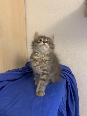 Sibirische Waldkatzen Kitten Rassekatze blau tabby, Sibirische Katze Jungtier - Katze