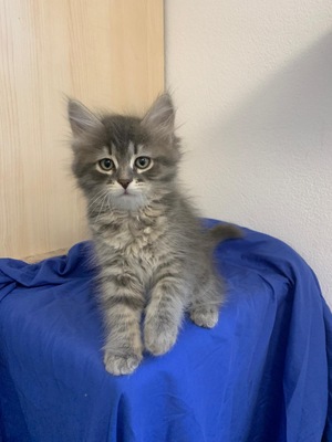 Sibirische Waldkatzen Kitten Rassekatze blau tabby, Sibirische Katze Jungtier - Katze