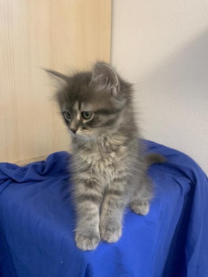 Sibirische Waldkatzen Kitten Rassekatze blau tabby, Sibirische Katze Jungtier - Katze