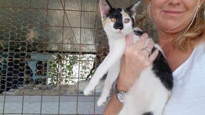 Sienna - Verschmitztes Katzenmädchen, ca. 4 Monate, Mischling Jungtier - Katze