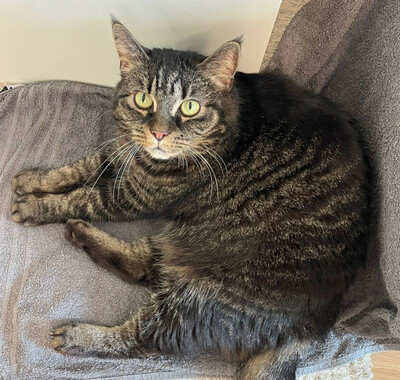 Sila, Maine Coon-Mix - Katze