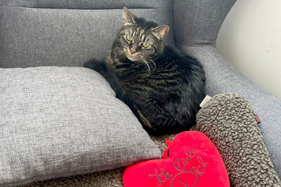Sila, Maine Coon-Mix - Katze