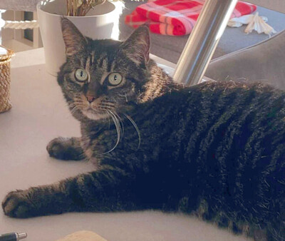 Sila, Maine Coon-Mix - Katze