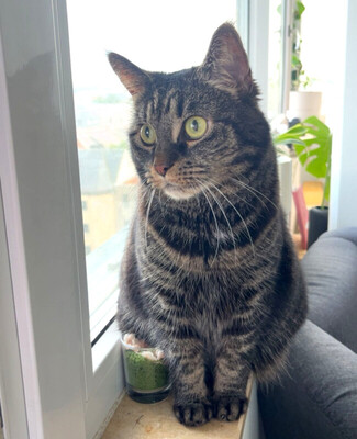 Sila, Maine Coon-Mix - Katze