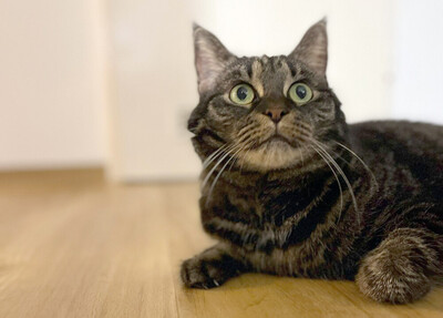 Sila, Maine Coon-Mix - Katze