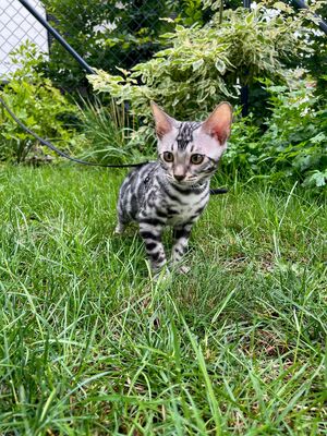 Silberne Bengalkätzchen, BENGAL.UND EUROPÄISCH KURZHAAR Jungtier - Kater 1