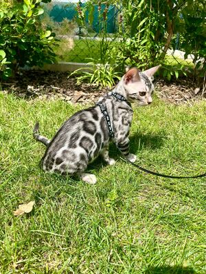 Silberne Bengalkätzchen, BENGAL.UND EUROPÄISCH KURZHAAR Jungtier - Kater