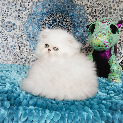 Silver Needle, Chinchilla-Perser - Katze