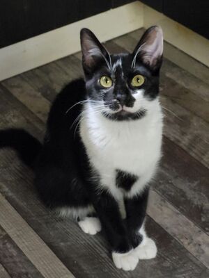 Silvia geb. September 2025 - Pflegestelle in 85221 Dachau, Europäisch Kurzhaar - Katze