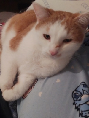 Simba, 1 Kater - Kater