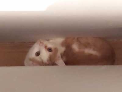 Simba, 1 Kater - Kater
