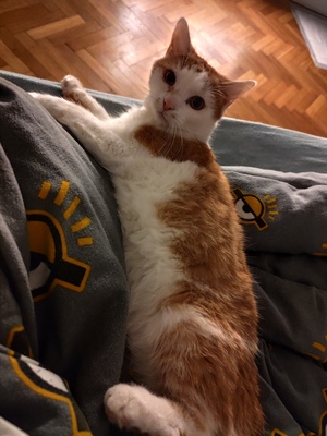 Simba, 1 Kater - Kater