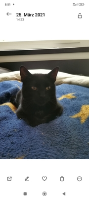 Simba