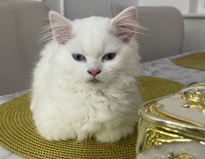 Simba, BKH - Kater