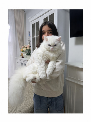 Simba, BKH - Kater