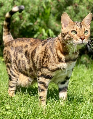 Simba, Bengalkatze - Kater