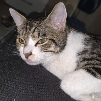 Simba, Europ Kurzhaar Jungtier - Kater