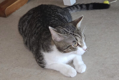 Simba, Europ Kurzhaar Jungtier - Kater