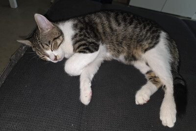 Simba, Europ Kurzhaar Jungtier - Kater