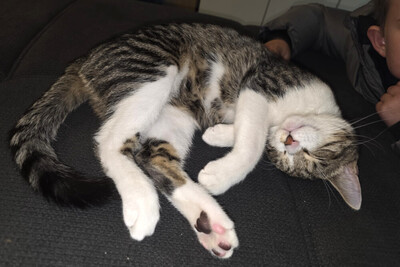 Simba, Europ Kurzhaar Jungtier - Kater