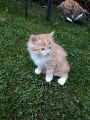 Simba, Hauskatze Jungtier - Kater