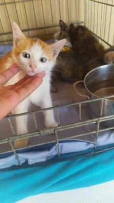 Simba, Mischling Jungtier - Kater