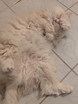 Simba, Perser - Kater