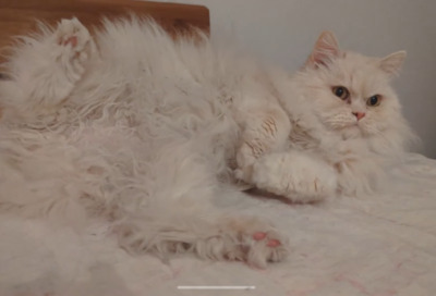 Simba, Perser - Kater