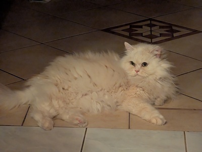 Simba, Perser - Kater