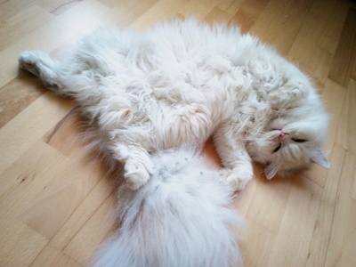 Simba, Perser - Kater
