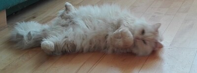 Simba, Perser - Kater