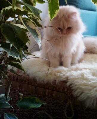 Simba, Perser - Kater