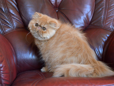 Simba, Perser Rot Jungtier - Kater